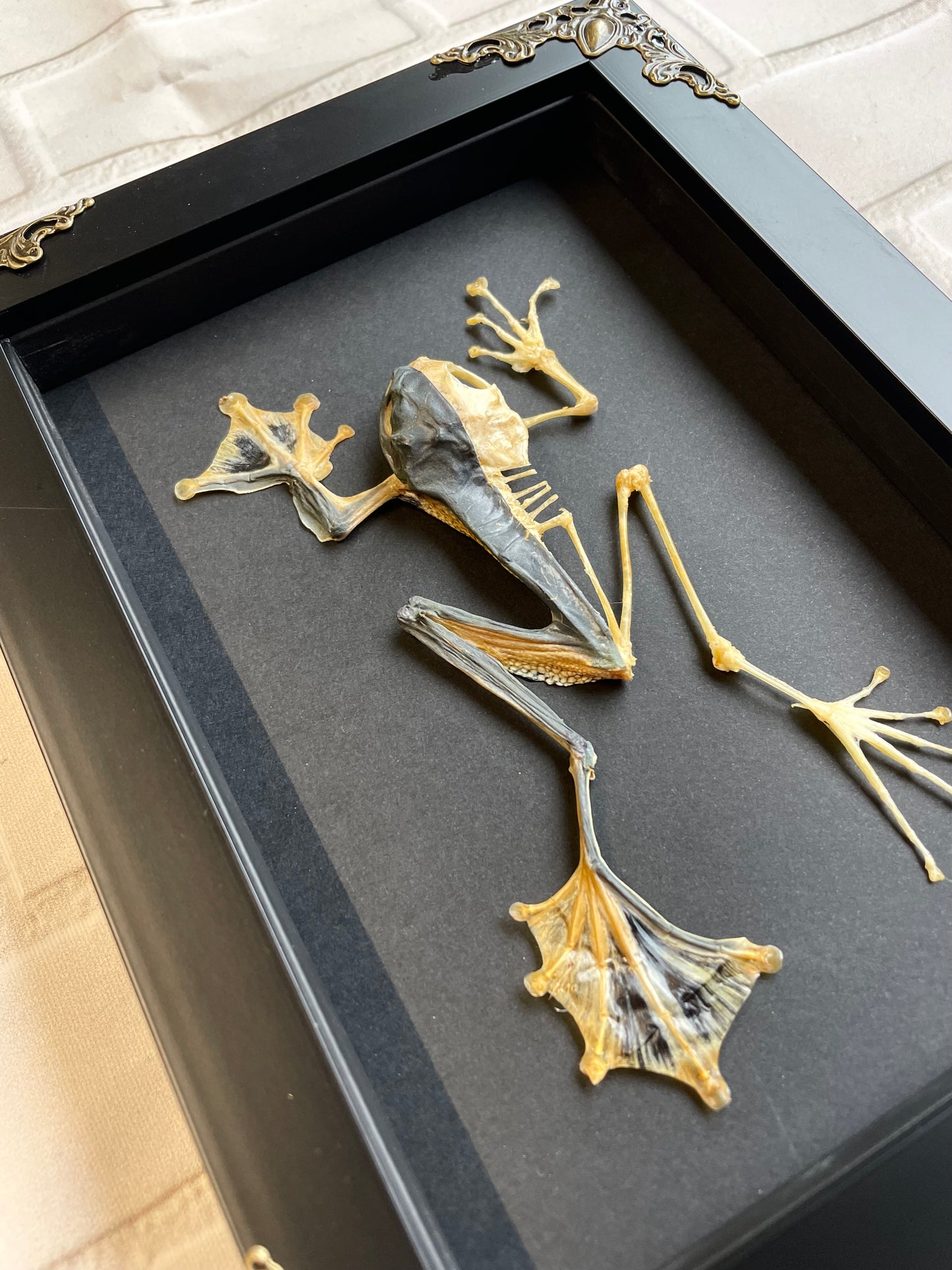 Green Flying Tree Frog (Rhacophorus reinwardtii) Half Skeleton Skeleton in Baroque Style Deep Shadow Box Frame Display