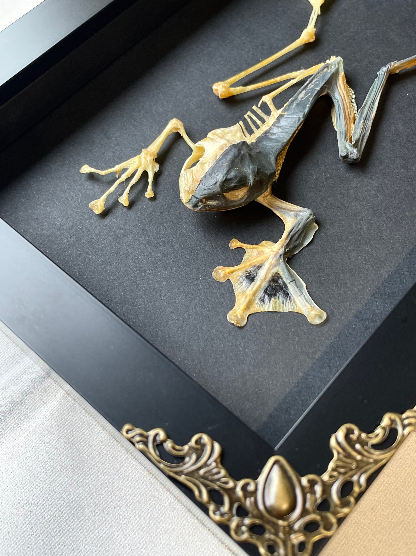 Green Flying Tree Frog (Rhacophorus reinwardtii) Half Skeleton Skeleton in Baroque Style Deep Shadow Box Frame Display