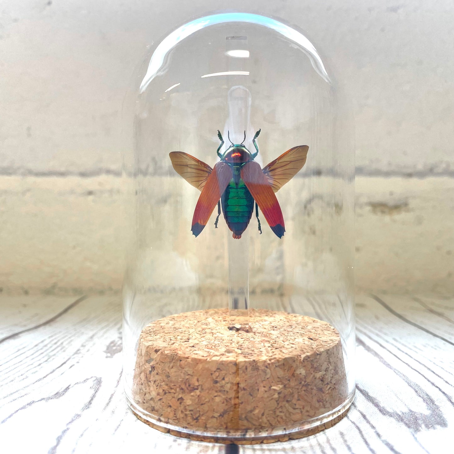 Orange Jewel Beetle (Metaxymorpha apicalis) in Glass Bell Cloche Dome Display Jar Insect