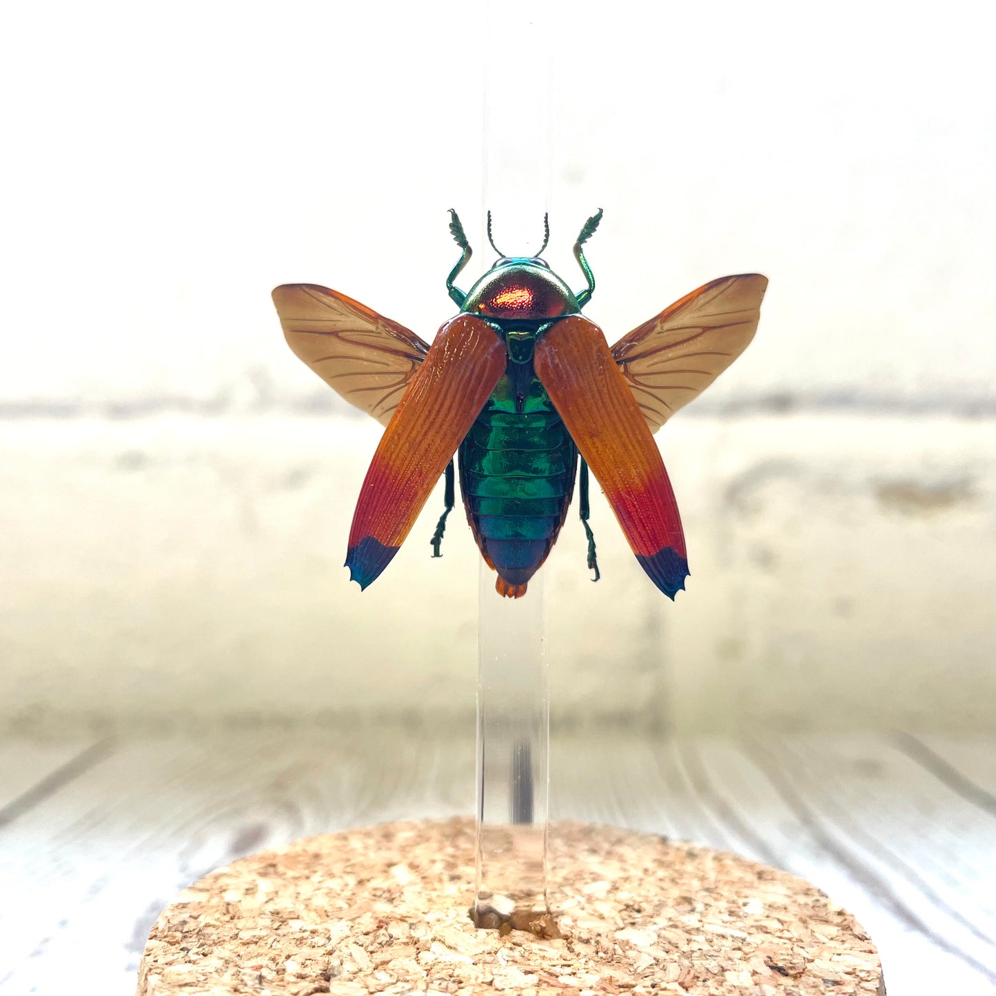 Orange Jewel Beetle (Metaxymorpha apicalis) in Glass Bell Cloche Dome Display Jar Insect