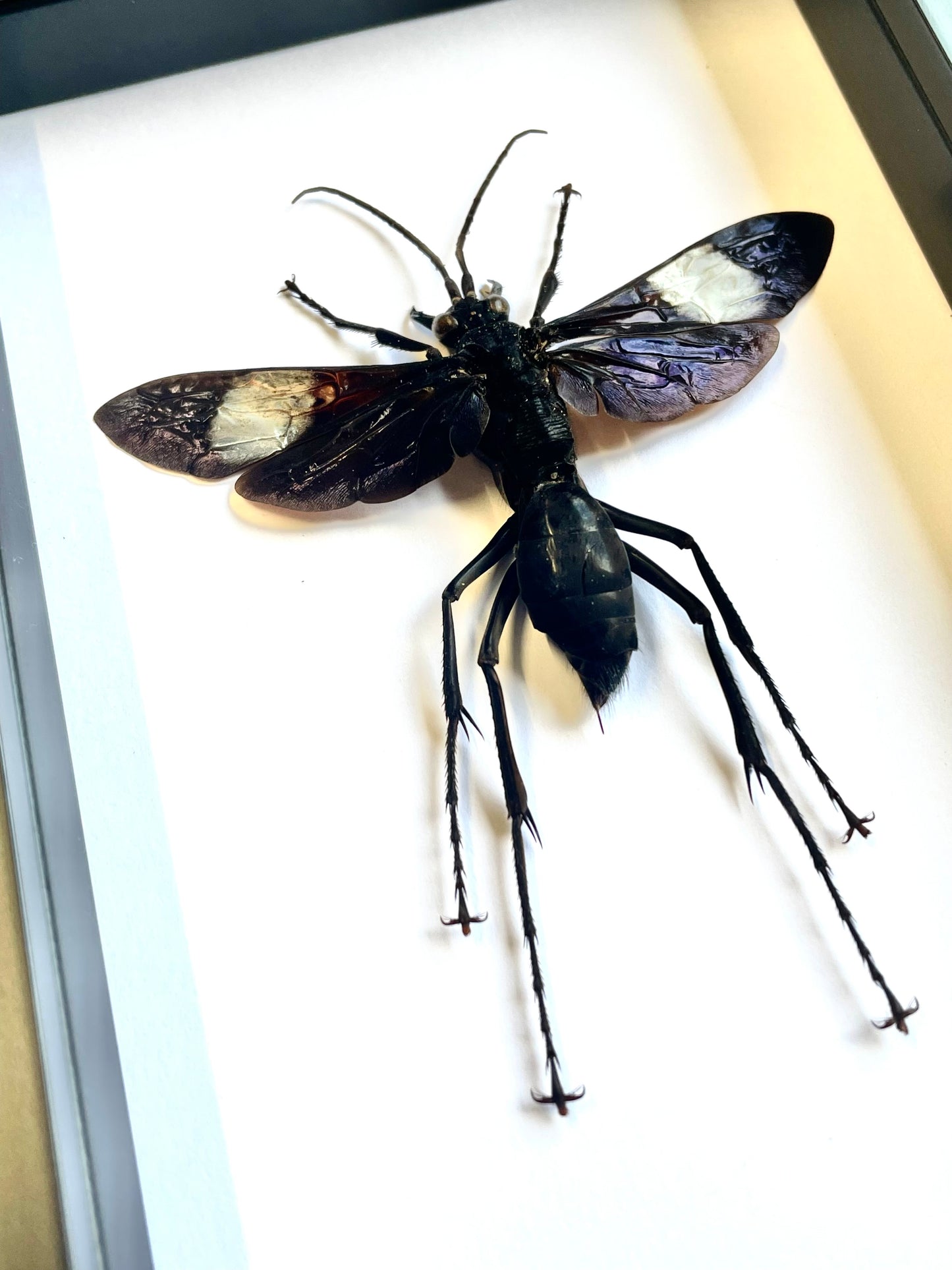 Giant Tarantula Hawk Wasp (Hemipepsis speculifer diselene) Deep Shadow Box Frame Display Insect Bug