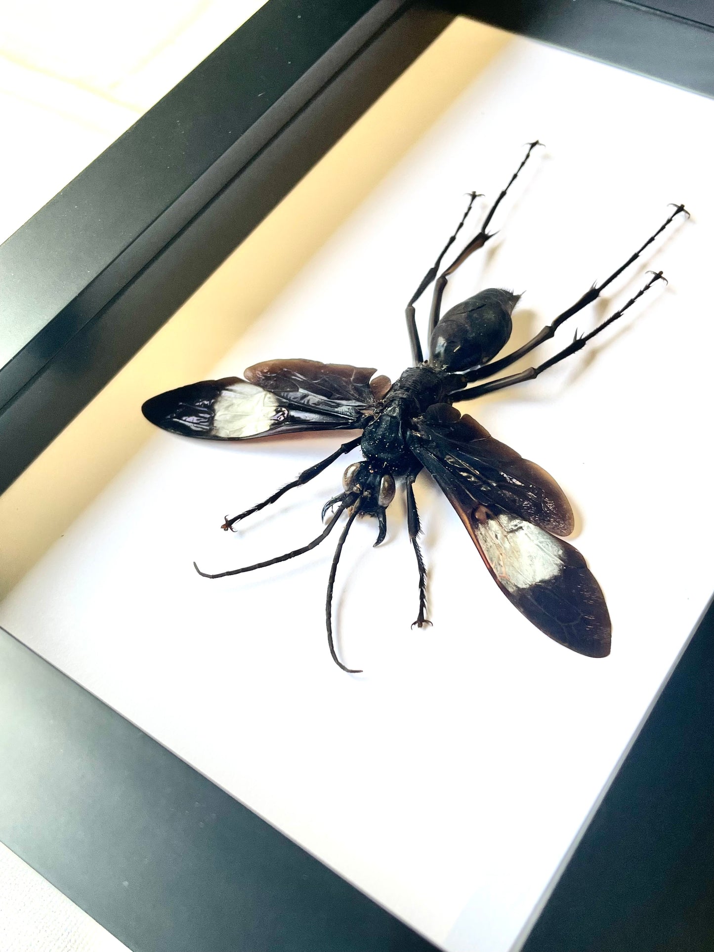 Giant Tarantula Hawk Wasp (Hemipepsis speculifer diselene) Deep Shadow Box Frame Display Insect Bug