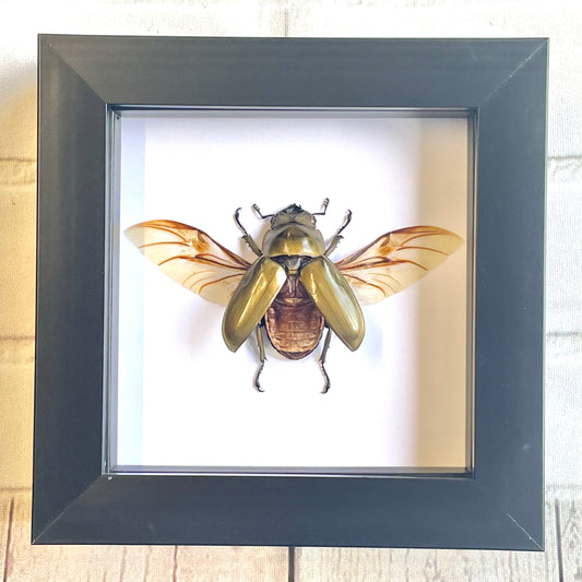 Golden Devil Stag Beetle (Allotopus rosenbergi) Female Deep Shadow Box Frame Display Insect Bug