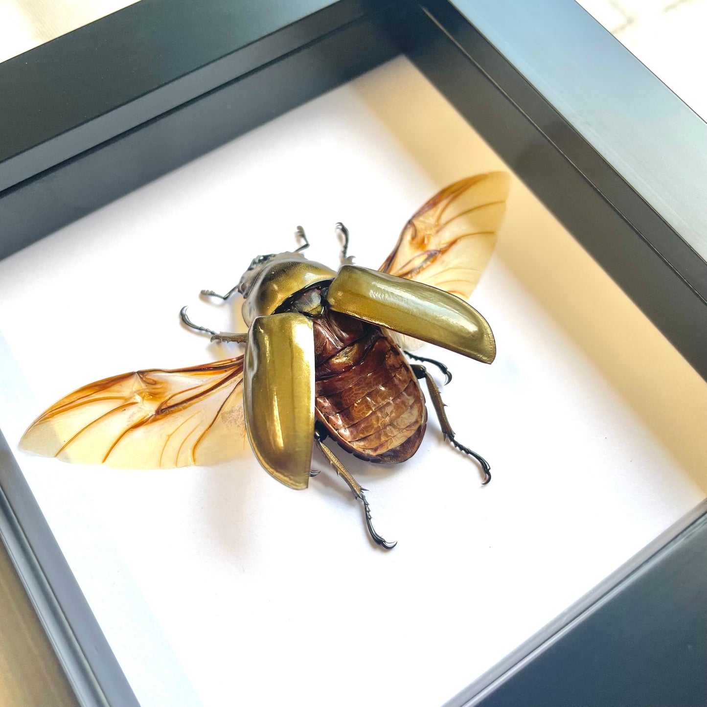 Golden Devil Stag Beetle (Allotopus rosenbergi) Female Deep Shadow Box Frame Display Insect Bug