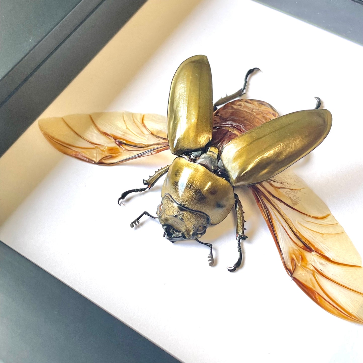 Golden Devil Stag Beetle (Allotopus rosenbergi) Female Deep Shadow Box Frame Display Insect Bug