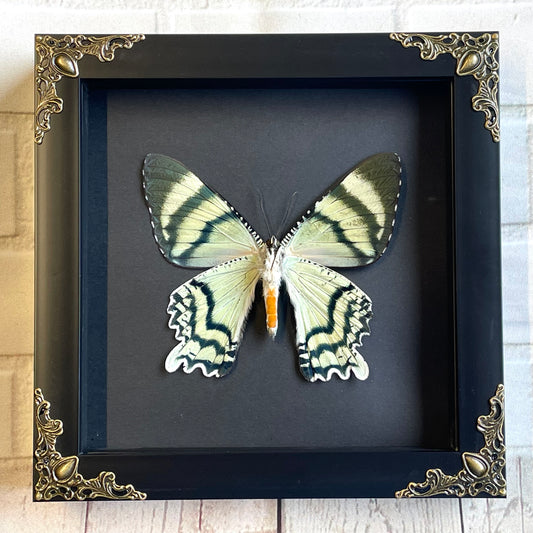 Indonesian Day Flying Moth (Alcides orontes) in Deep Baroque Style Shadow Box Frame Display