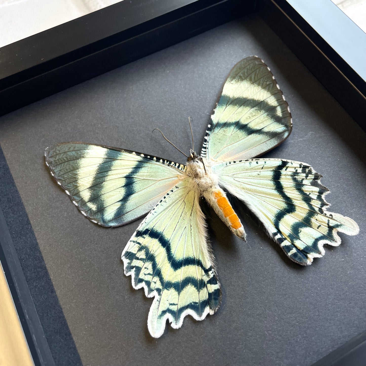 Indonesian Day Flying Moth (Alcides orontes) in Deep Baroque Style Shadow Box Frame Display