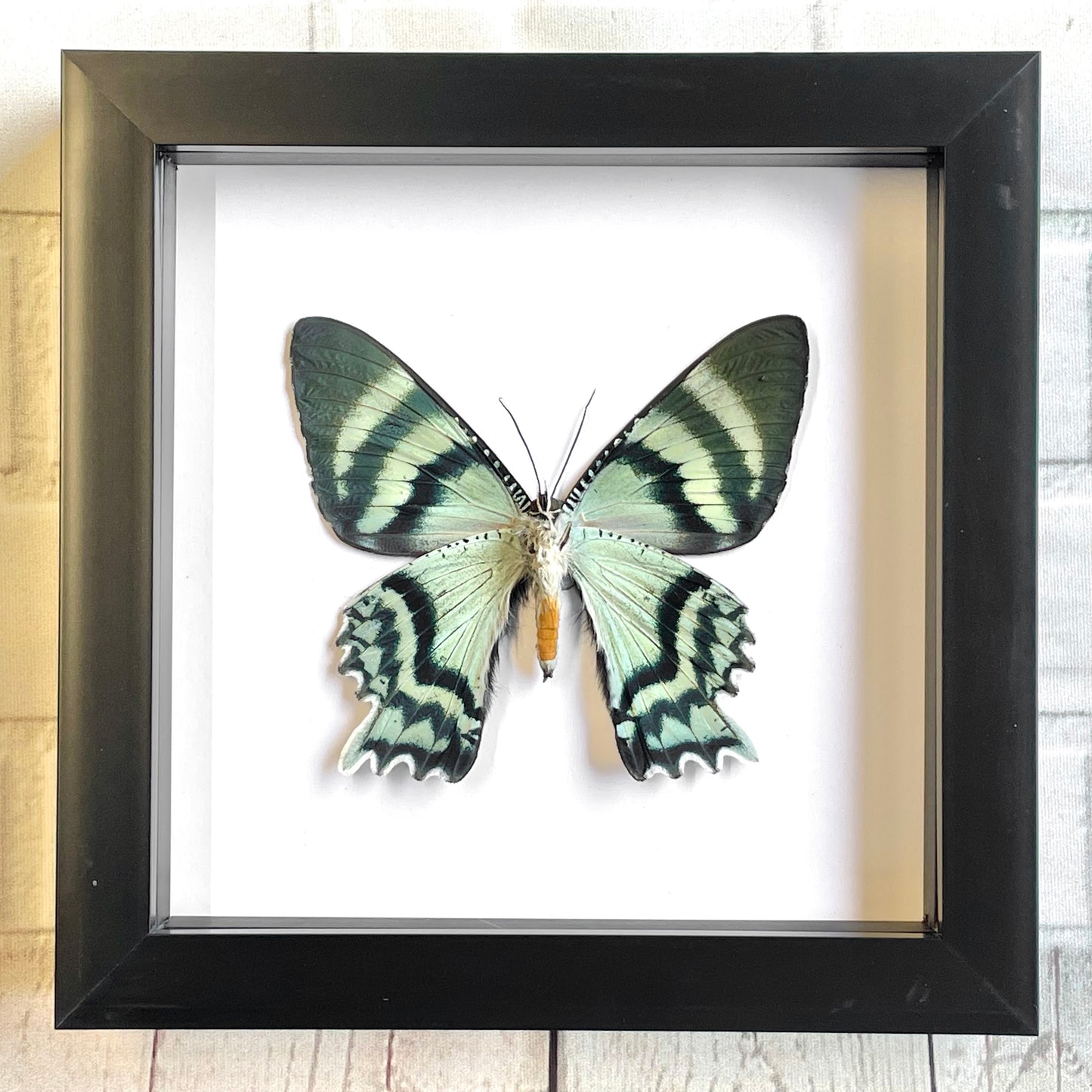 Indonesian Day Flying Moth (Alcides orontes) Deep Shadow Box Frame Display Insect Bug