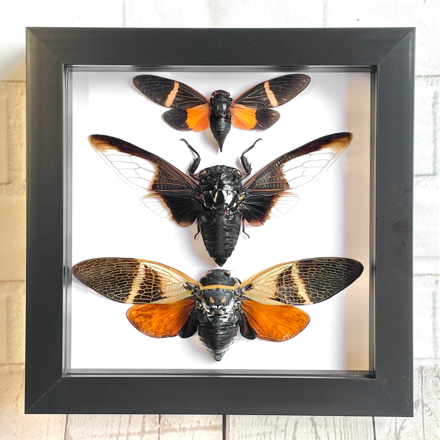 3 Large Cicadas Display Deep Shadow Box Frame Case Beetle Insect Bug Taxidermy