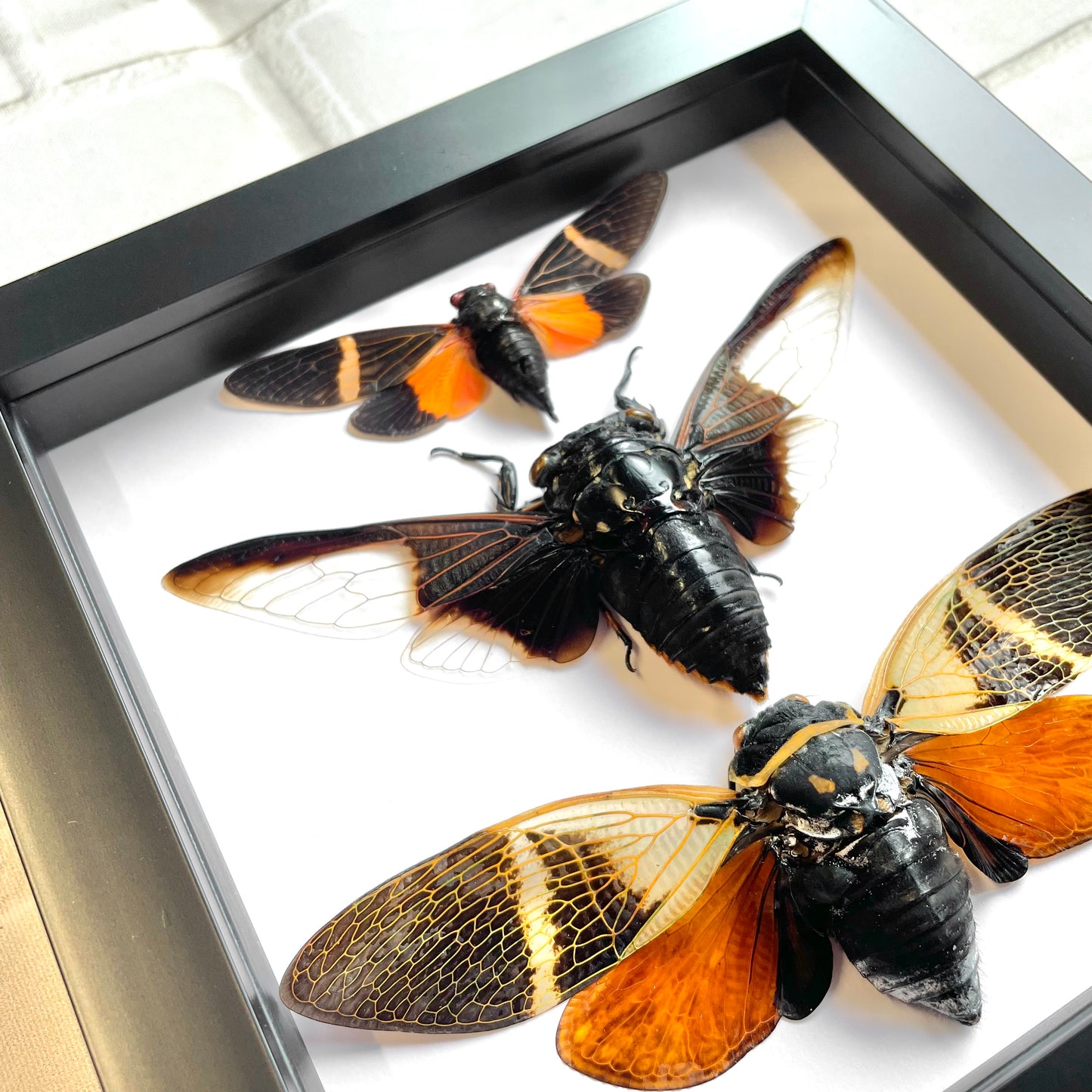 3 Large Cicadas Display Deep Shadow Box Frame Case Beetle Insect Bug Taxidermy