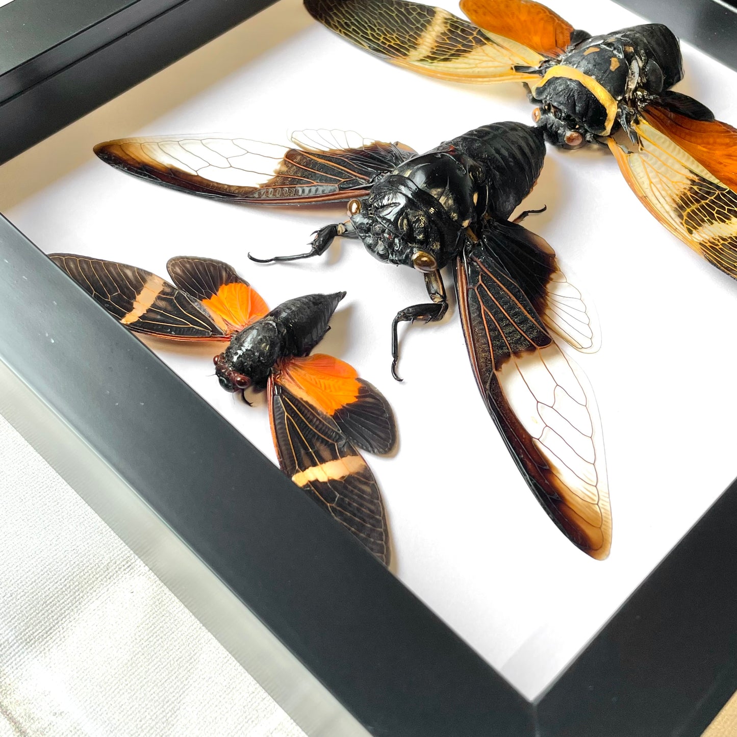 3 Large Cicadas Display Deep Shadow Box Frame Case Beetle Insect Bug Taxidermy