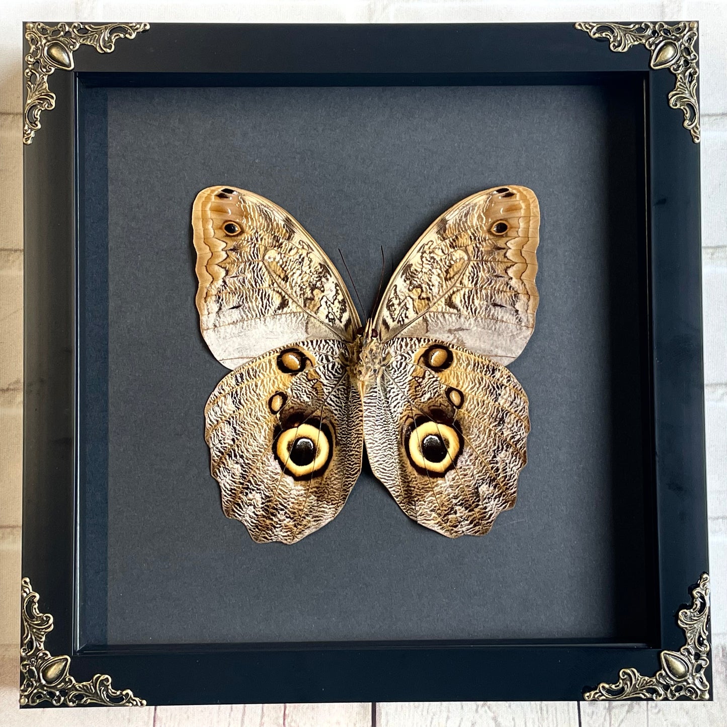 The Brazilian Owl Butterfly (Caligo brasiliensis) Baroque Style Deep Shadow Box Frame Display Insect Bug