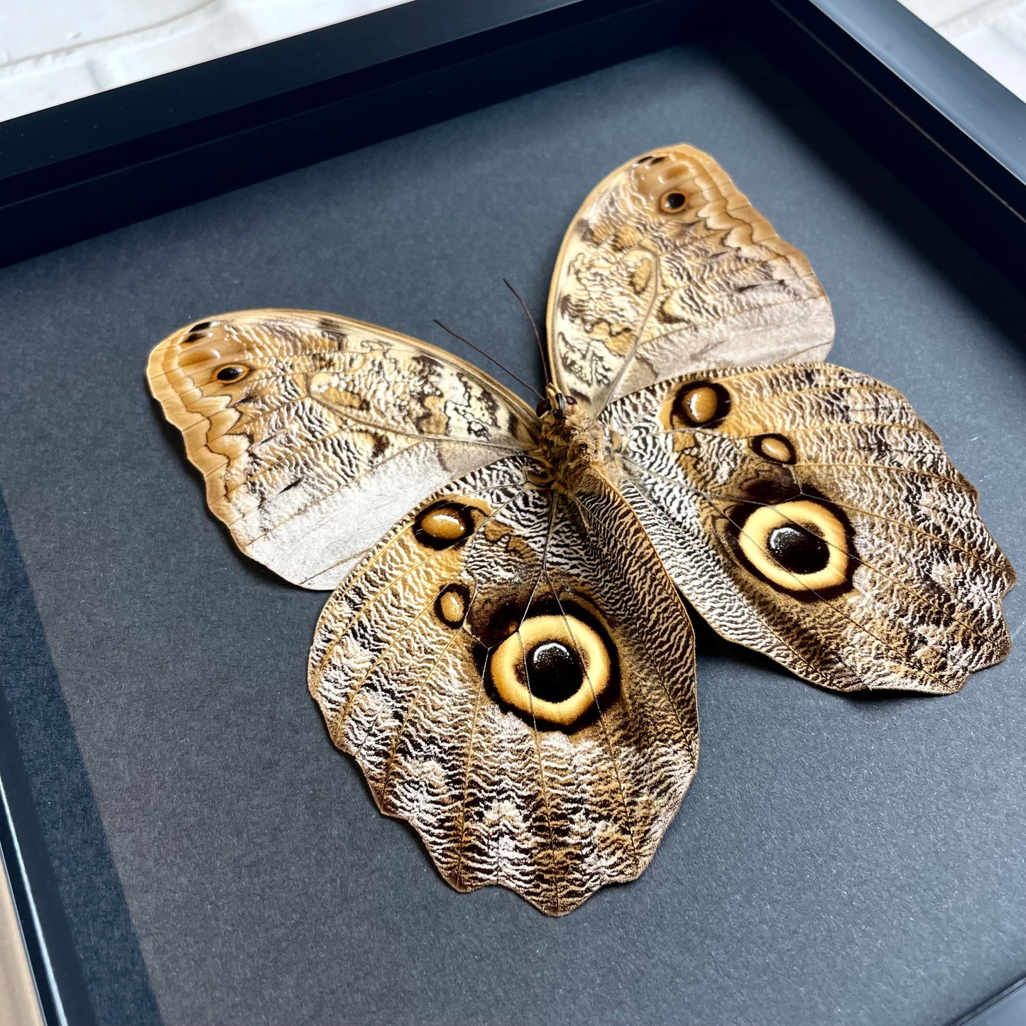 The Brazilian Owl Butterfly (Caligo brasiliensis) Baroque Style Deep Shadow Box Frame Display Insect Bug