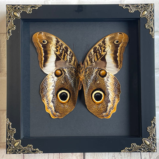 The Banded Giant Owl Butterfly (Caligo atreus) Baroque Style Deep Shadow Box Frame Display Insect Bug