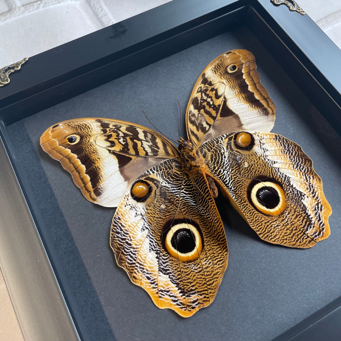 The Banded Giant Owl Butterfly (Caligo atreus) Baroque Style Deep Shadow Box Frame Display Insect Bug