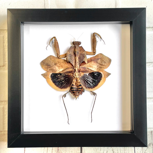 Giant Dead Leaf Mantis (Deroplatys desiccata) Deep Shadow Box Frame Display Beetle Insect Bug