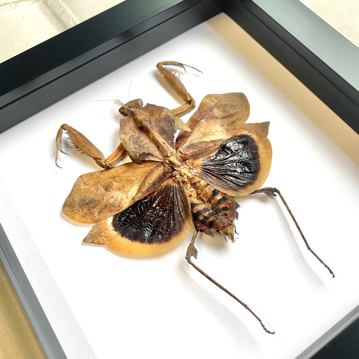 Giant Dead Leaf Mantis (Deroplatys desiccata) Deep Shadow Box Frame Display Beetle Insect Bug