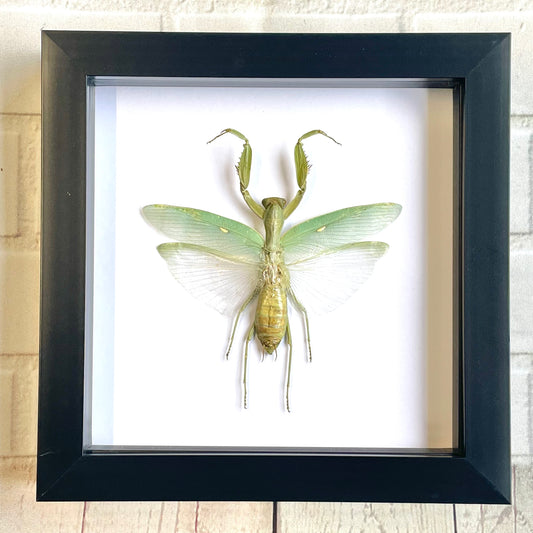 Giant Asian Mantis (Hierodula patellifera) Deep Shadow Box Frame Display Beetle Insect Bug