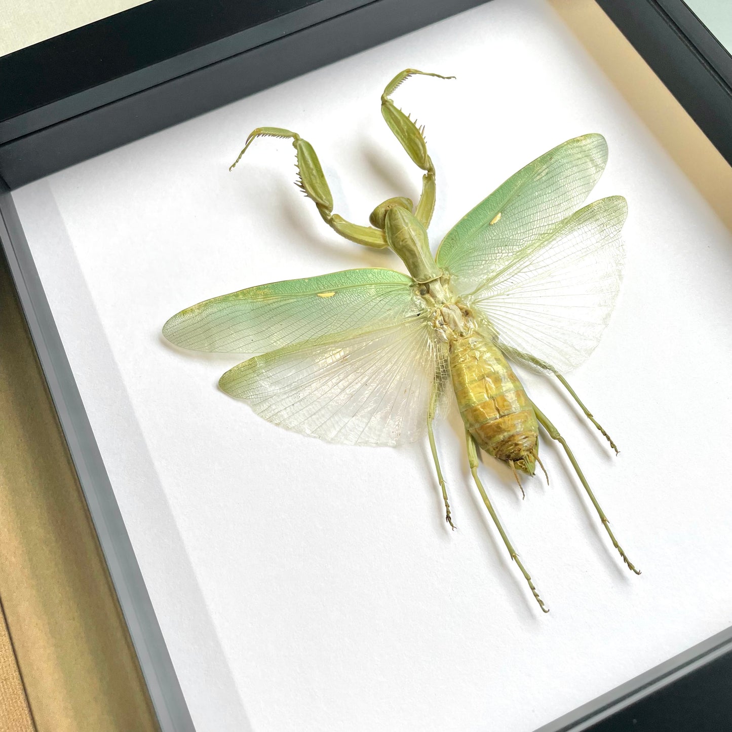 Giant Asian Mantis (Hierodula patellifera) Deep Shadow Box Frame Display Beetle Insect Bug