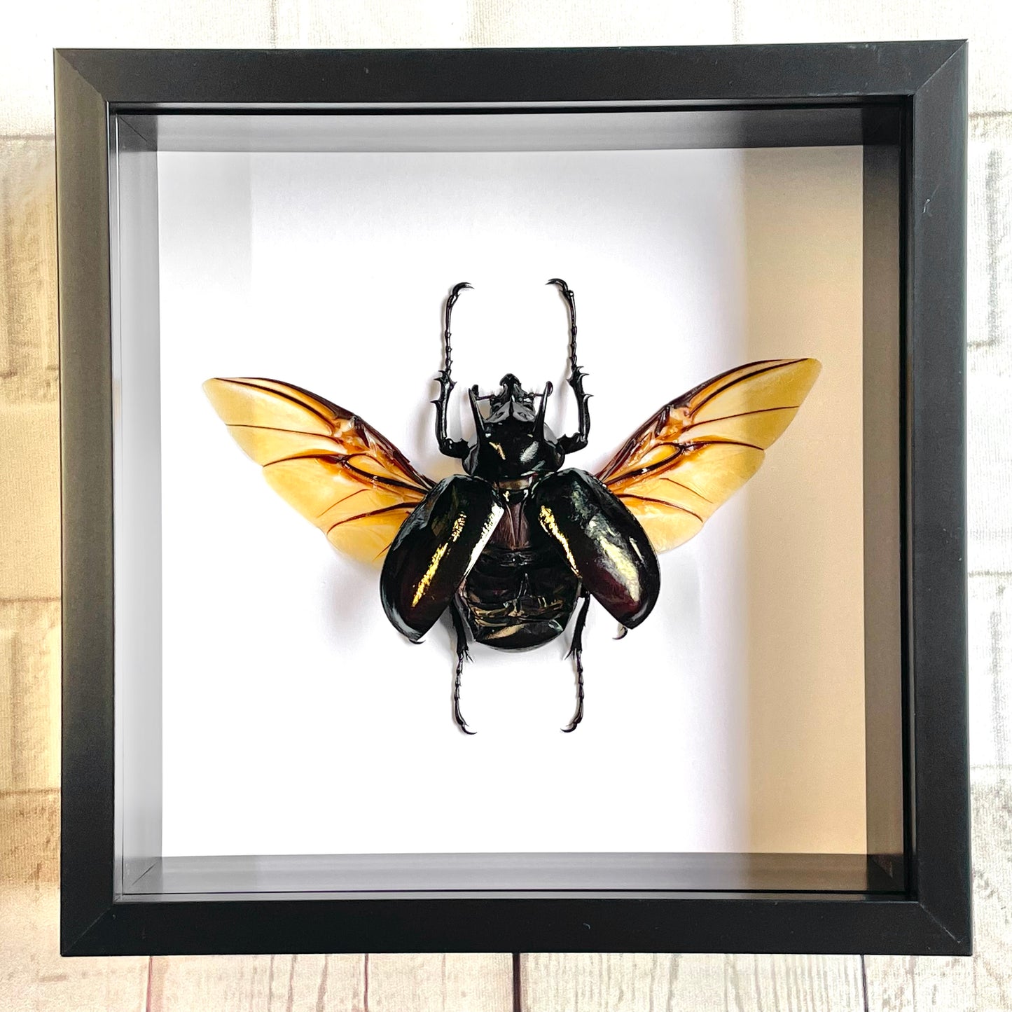 The Atlas Beetle (Chalcosoma atlas) Deep Shadow Box Frame Display Insect Bug Active