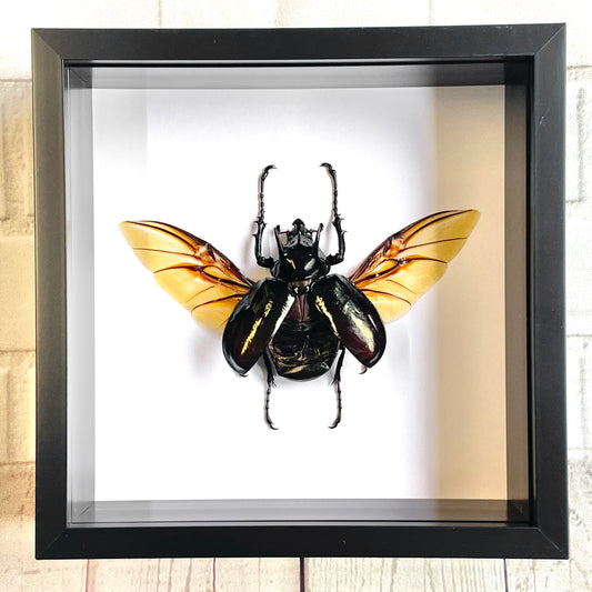 The Atlas Beetle (Chalcosoma atlas) Deep Shadow Box Frame Display Insect Bug Active