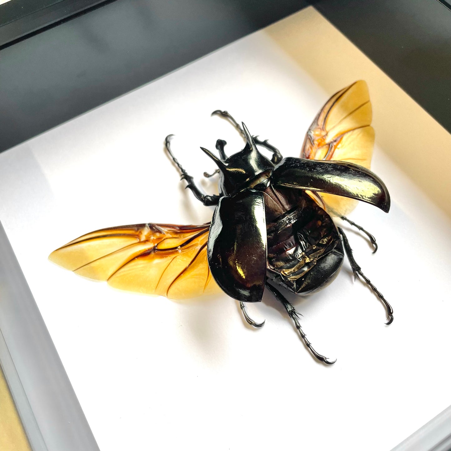 The Atlas Beetle (Chalcosoma atlas) Deep Shadow Box Frame Display Insect Bug Active