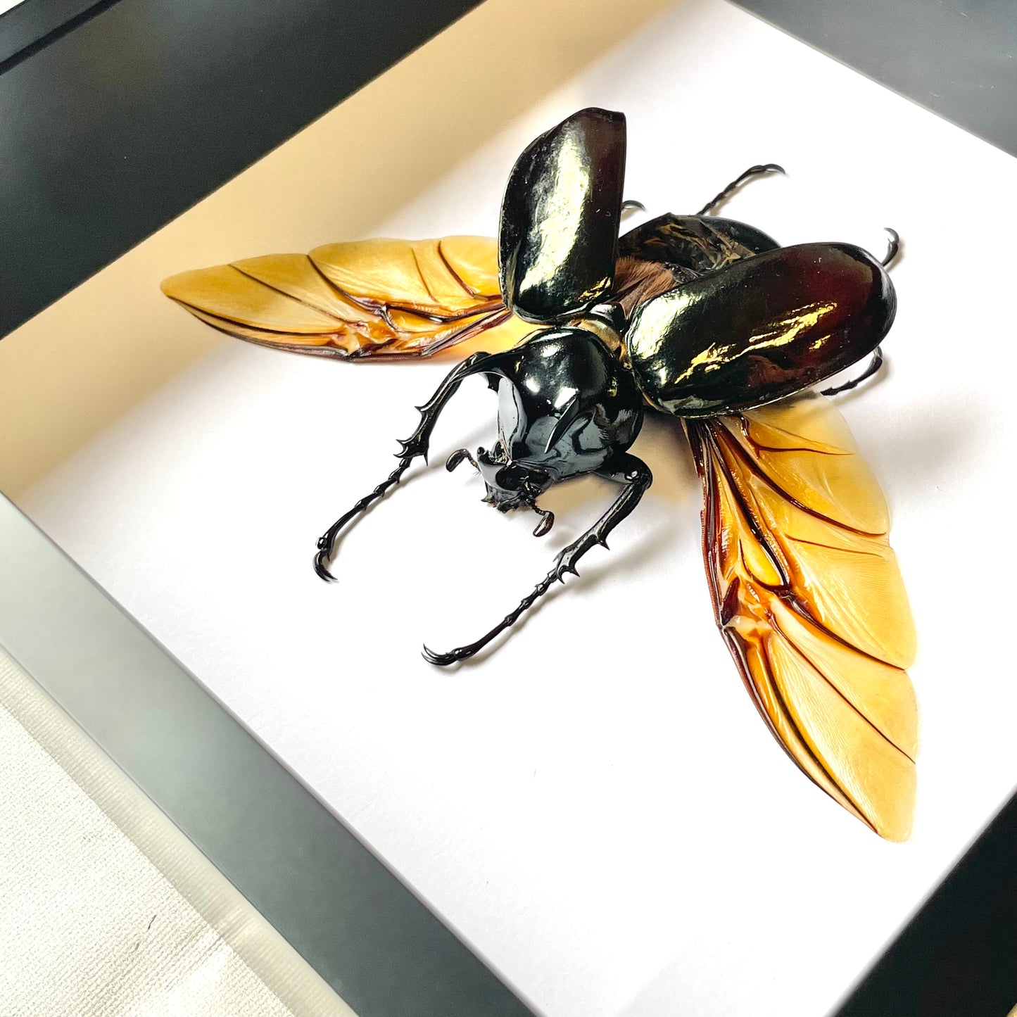 The Atlas Beetle (Chalcosoma atlas) Deep Shadow Box Frame Display Insect Bug Active