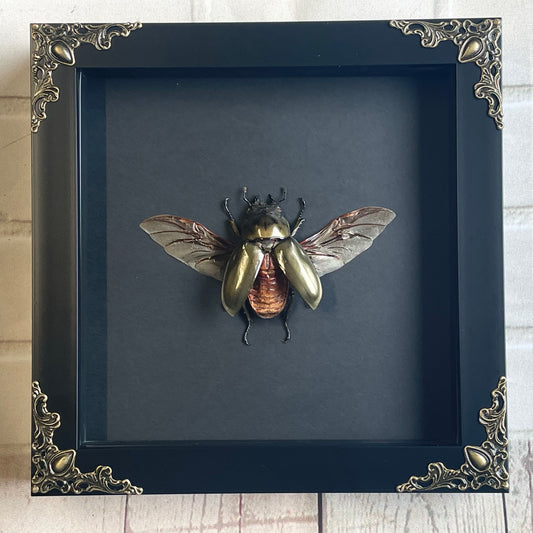 Golden Devil Stag Beetle (Allotopus rosenbergi) Female Baroque Style Deep Shadow Box Frame Display Insect Bug