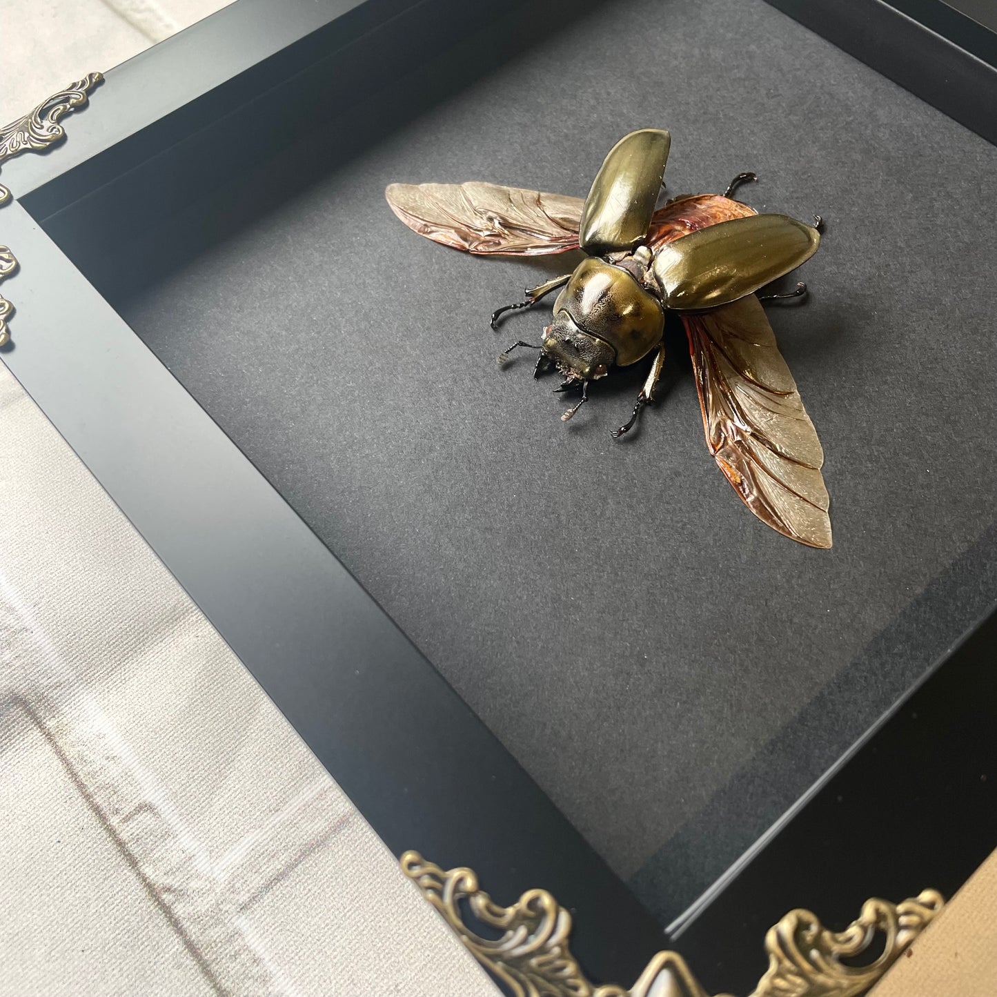 Golden Devil Stag Beetle (Allotopus rosenbergi) Female Baroque Style Deep Shadow Box Frame Display Insect Bug