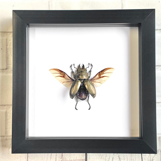 Golden Devil Stag Beetle (Allotopus rosenbergi) Male Deep Shadow Box Frame Display Insect Bug