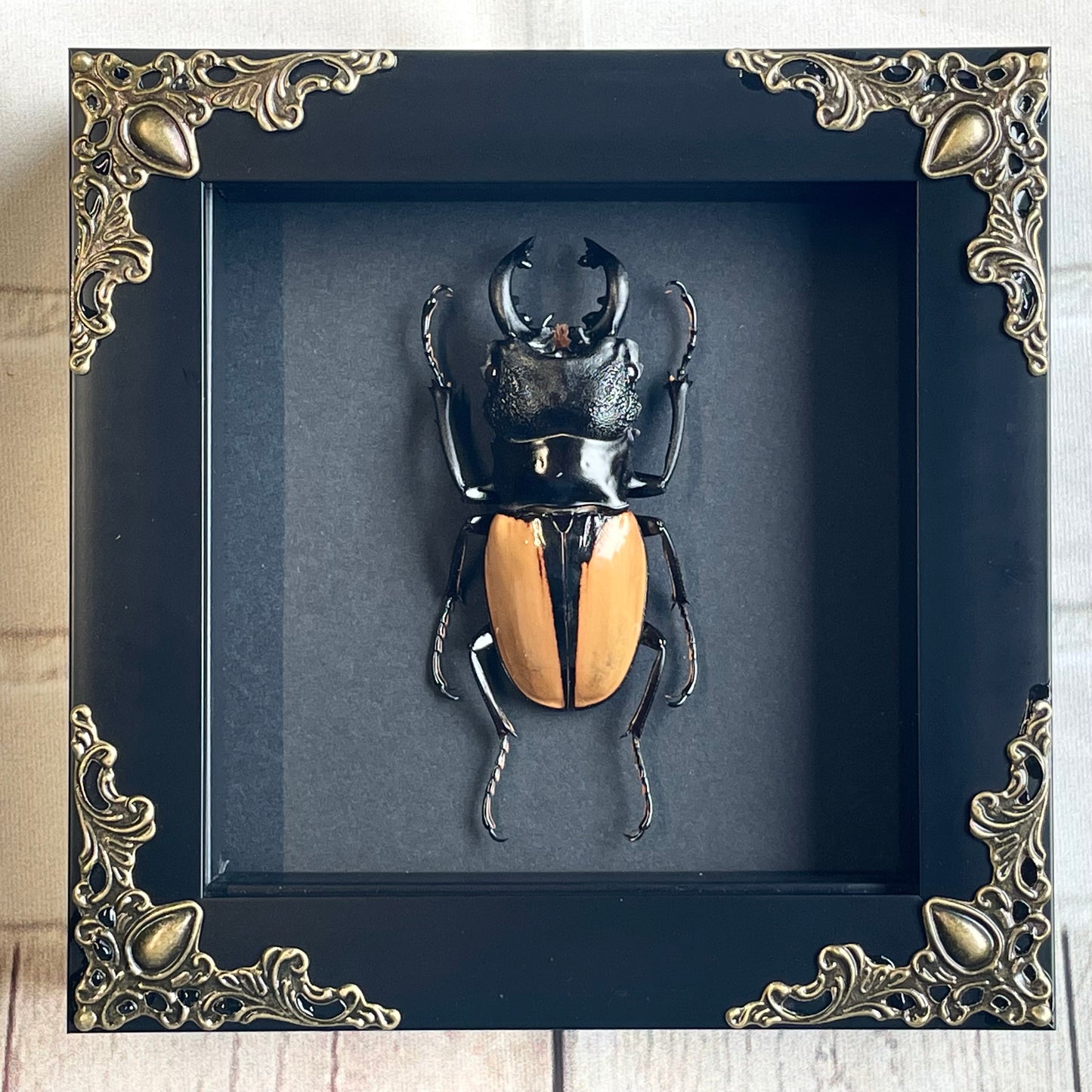 Orange Stag Beetle (Odontolabis ludekingi) Baroque Style Deep Shadow Box Frame Display Insect Bug