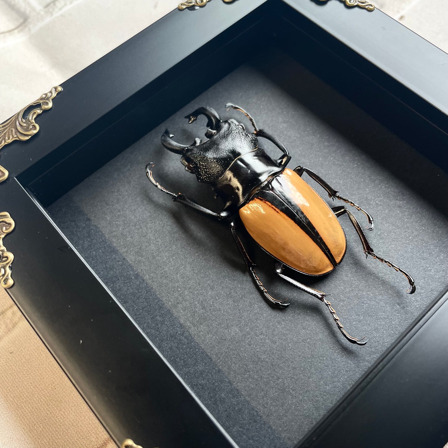 Orange Stag Beetle (Odontolabis ludekingi) Baroque Style Deep Shadow Box Frame Display Insect Bug