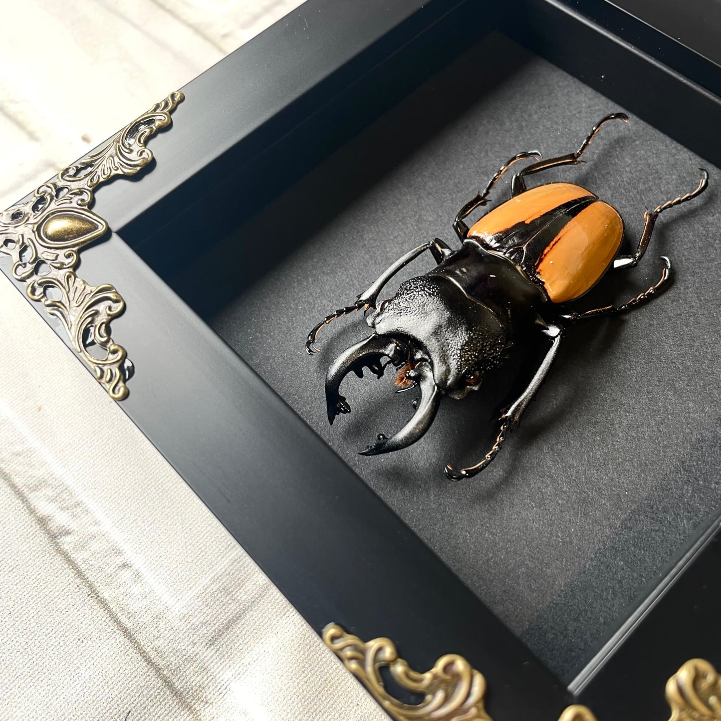 Orange Stag Beetle (Odontolabis ludekingi) Baroque Style Deep Shadow Box Frame Display Insect Bug