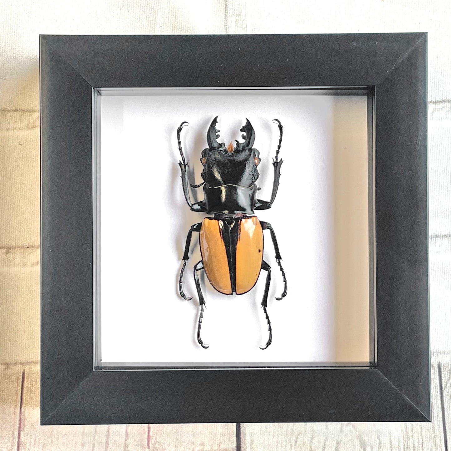 Orange Stag Beetle (Odontolabis ludekingi) Deep Shadow Box Frame Display Insect Bug