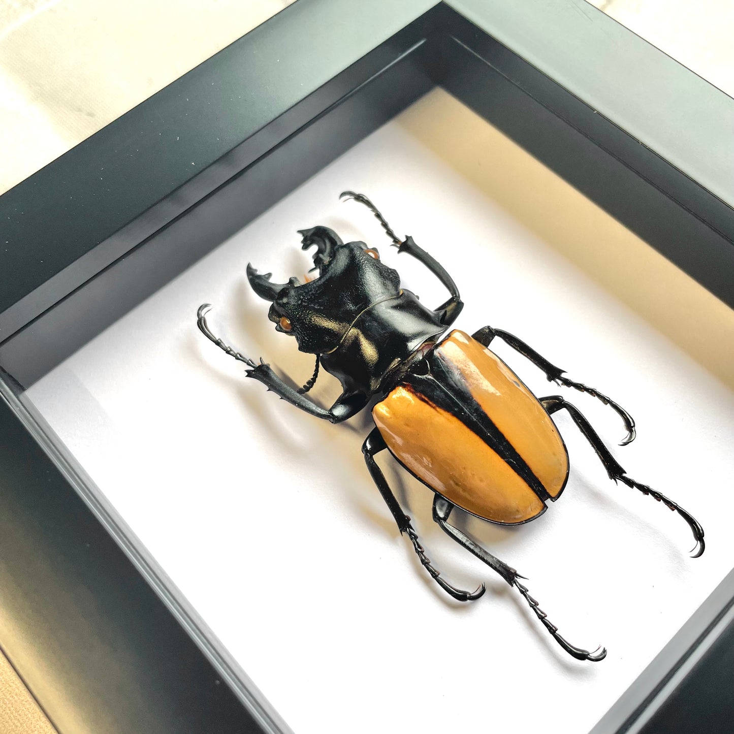 Orange Stag Beetle (Odontolabis ludekingi) Deep Shadow Box Frame Display Insect Bug