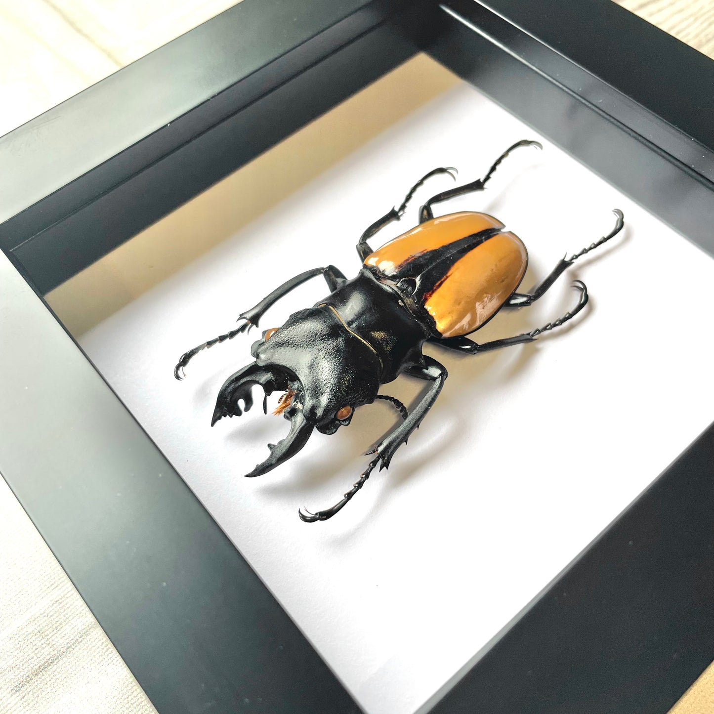 Orange Stag Beetle (Odontolabis ludekingi) Deep Shadow Box Frame Display Insect Bug