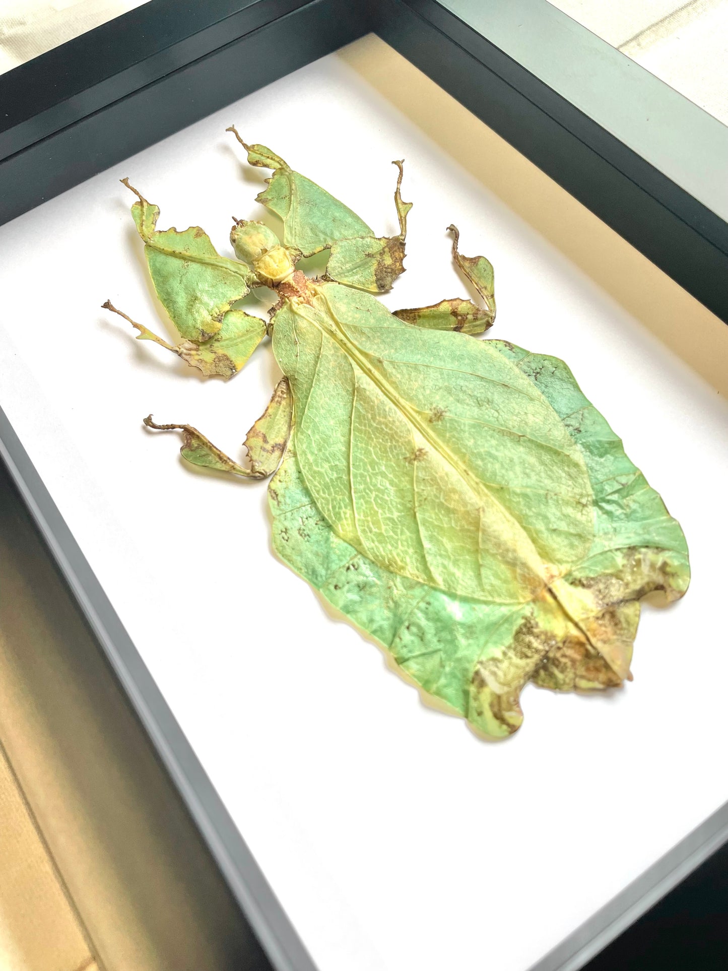 The Giant Malaysian Leaf Insect (Pulchriphyllium giganteum) Deep Shadow Box Frame Display Beetle Insect Bug