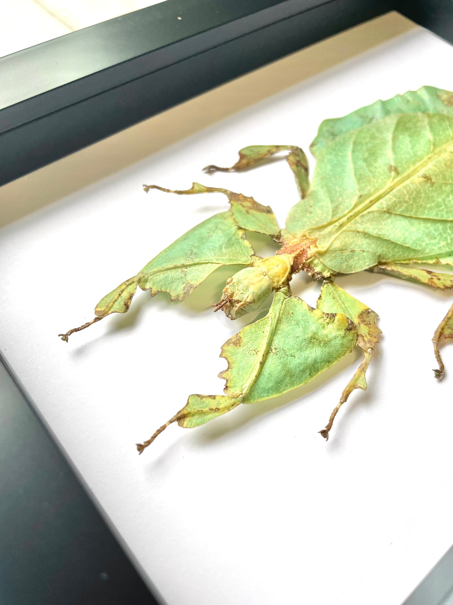 The Giant Malaysian Leaf Insect (Pulchriphyllium giganteum) Deep Shadow Box Frame Display Beetle Insect Bug