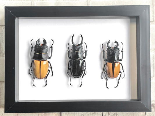 3 x Stag Beetle Odontolabis Collection Deep Shadow Box Frame Display Insect Bug