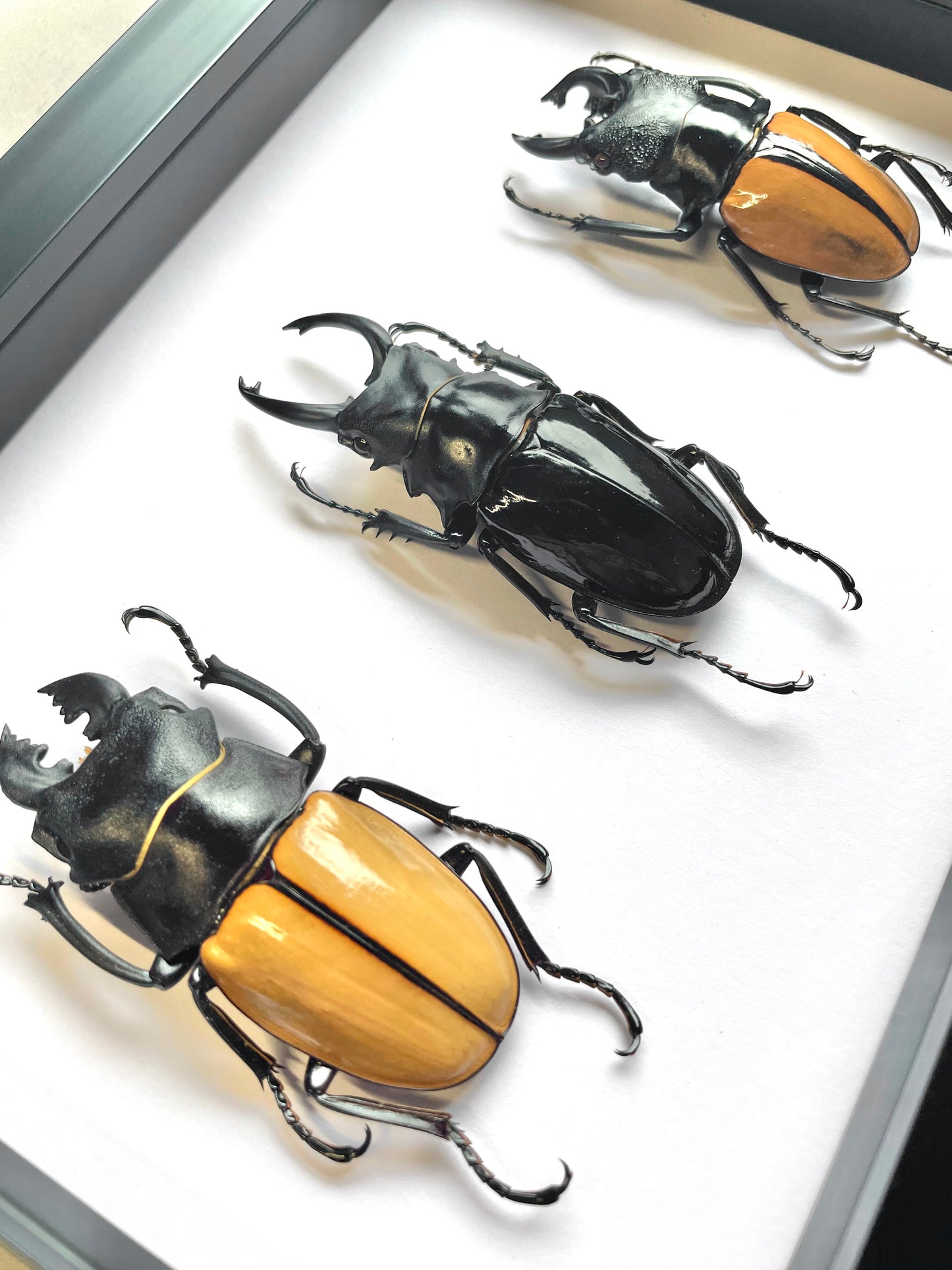 3 x Stag Beetle Odontolabis Collection Deep Shadow Box Frame Display Insect Bug