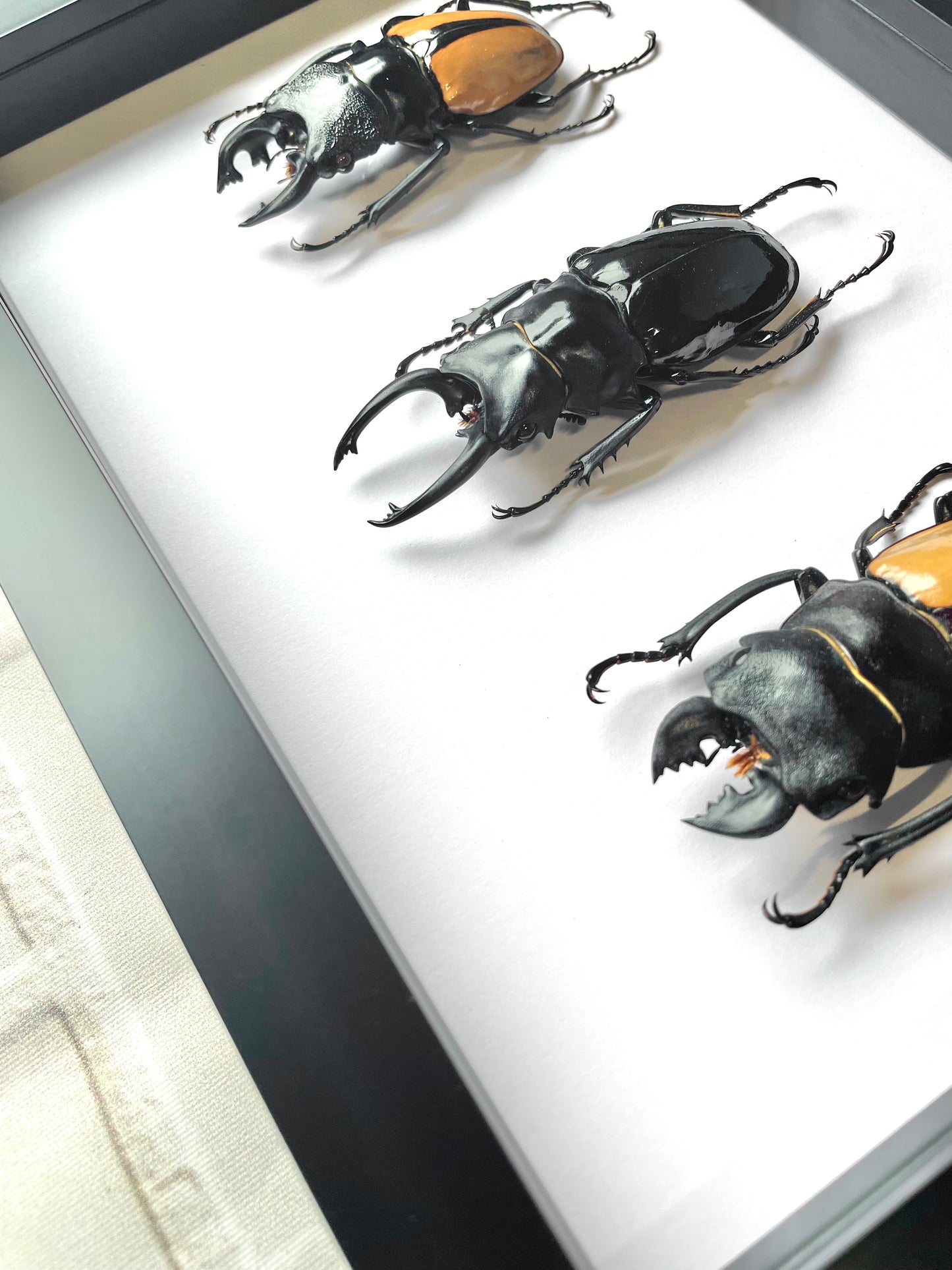 3 x Stag Beetle Odontolabis Collection Deep Shadow Box Frame Display Insect Bug