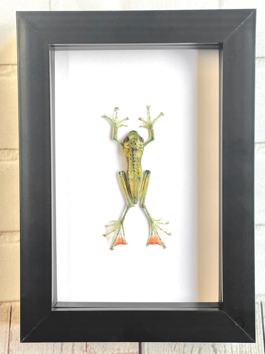 The Jade Tree Frog (Zhangixalus dulitensis) Deep Shadow Box Frame Display Insect Bug