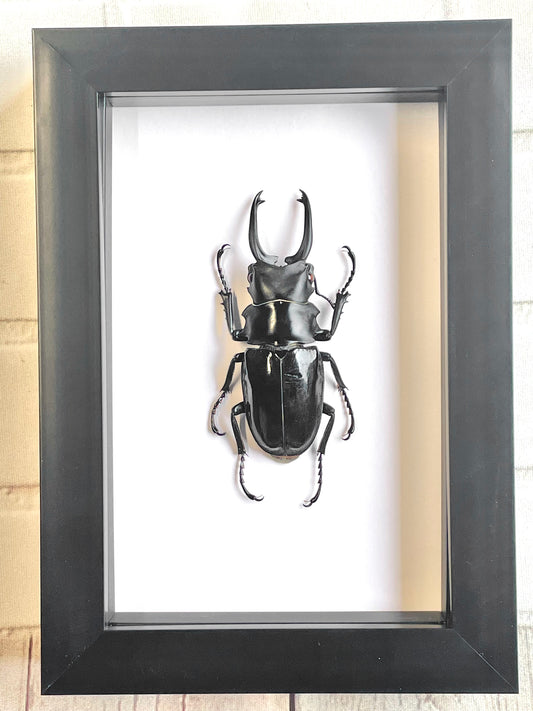 Black Stag Beetle (Odontolabis dalmani) Deep Shadow Box Frame Display Insect Bug