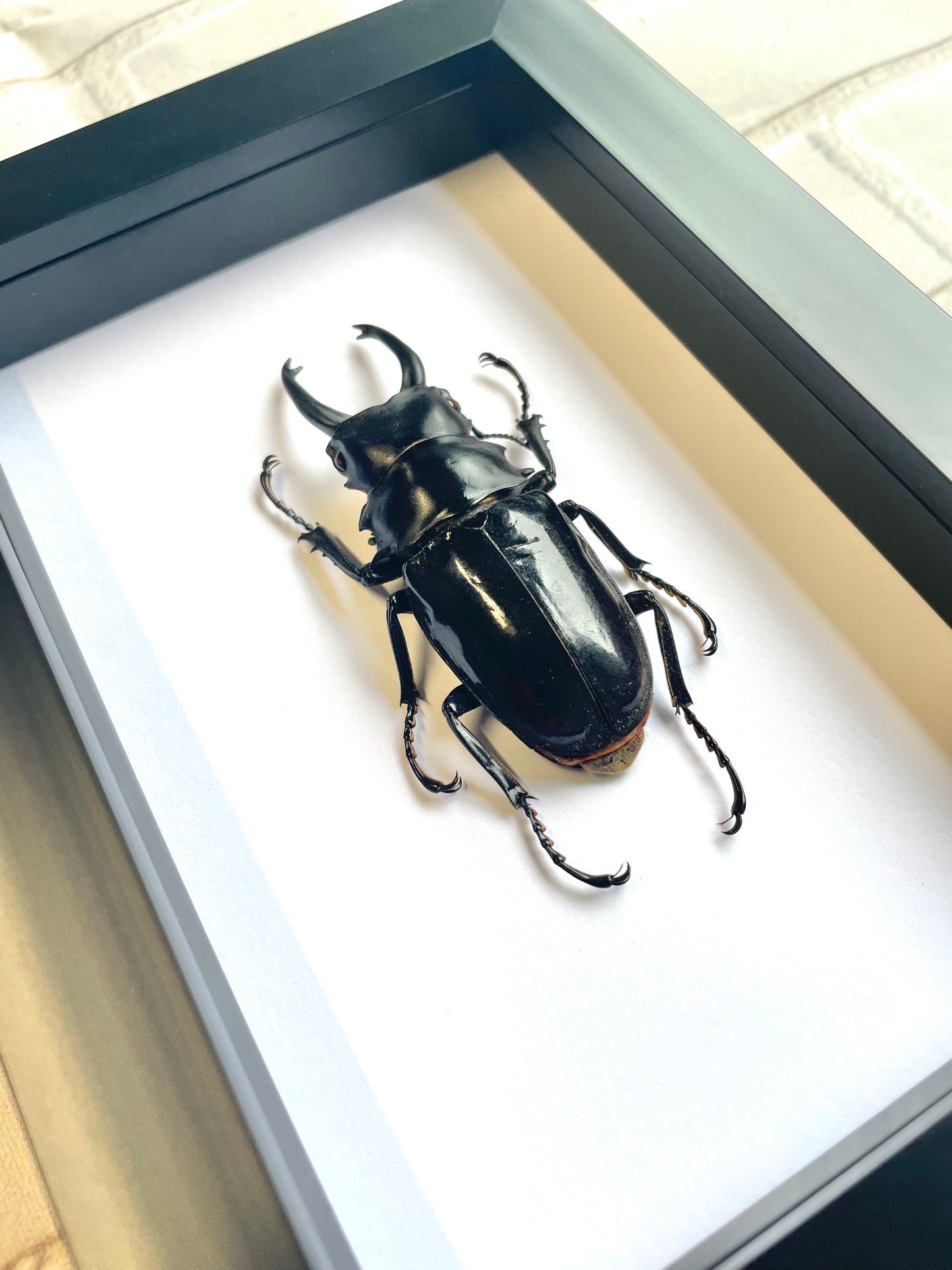 Black Stag Beetle (Odontolabis dalmani) Deep Shadow Box Frame Display Insect Bug