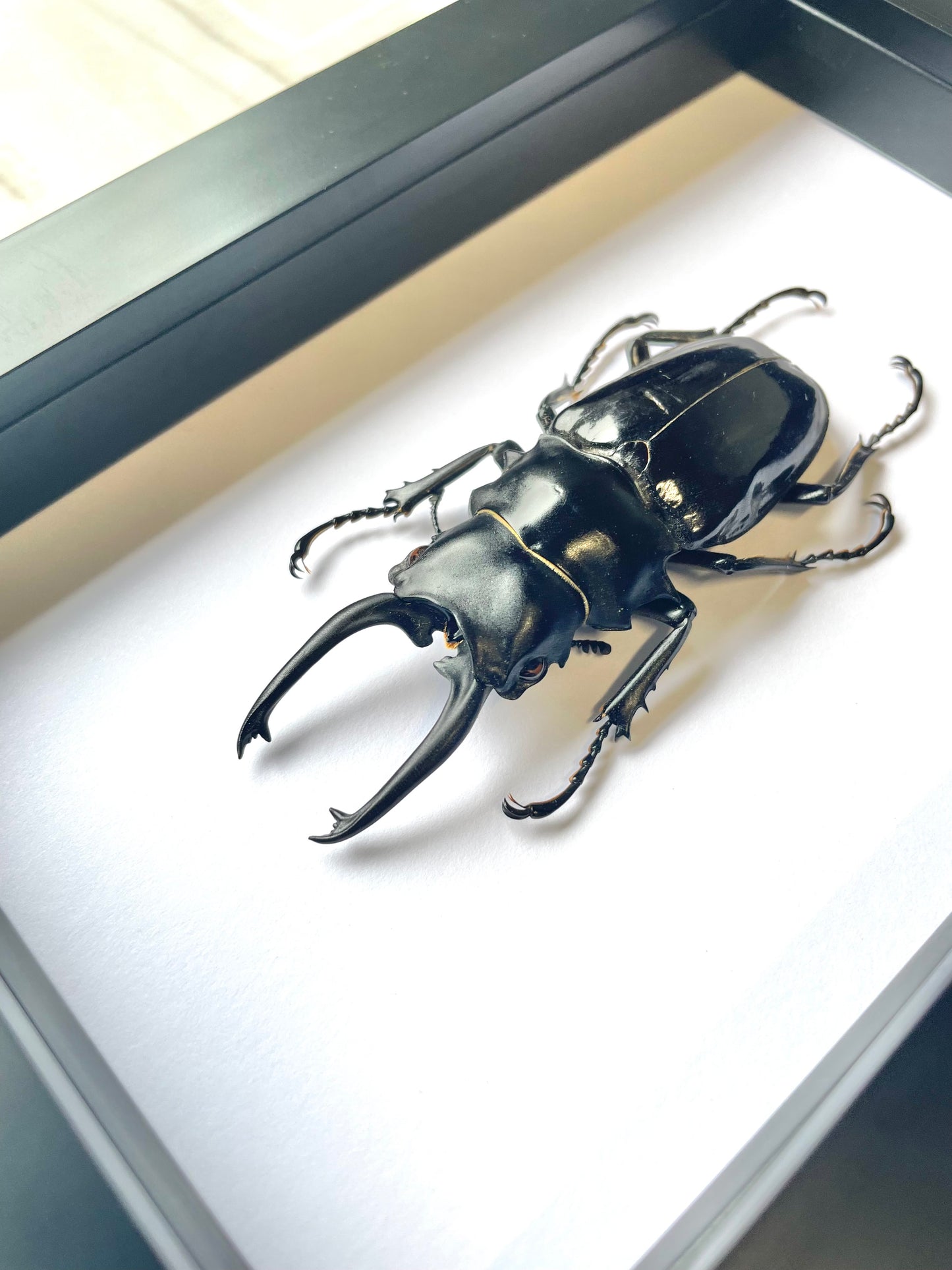 Black Stag Beetle (Odontolabis dalmani) Deep Shadow Box Frame Display Insect Bug