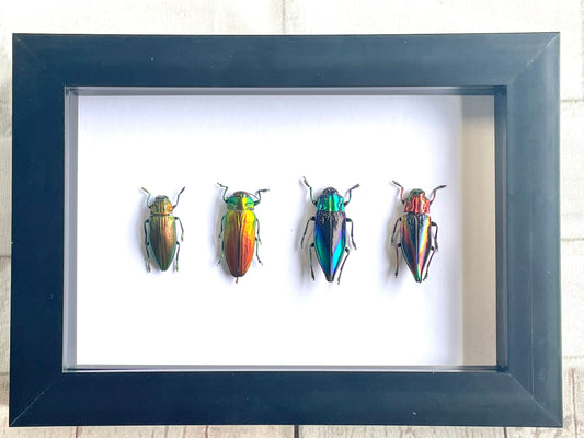 4 x Jewel Beetle Collection Buprestidae Deep Shadow Box Frame Display Insect Bug