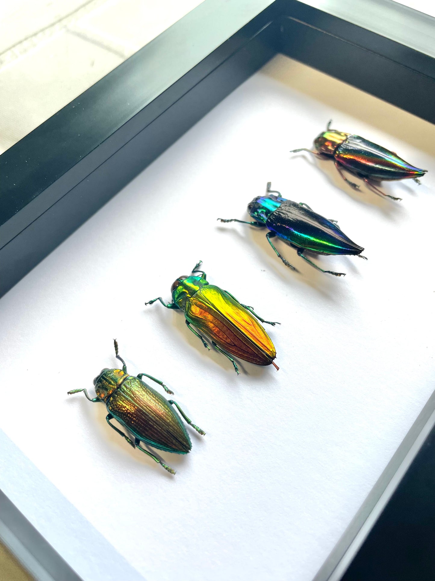 4 x Jewel Beetle Collection Buprestidae Deep Shadow Box Frame Display Insect Bug