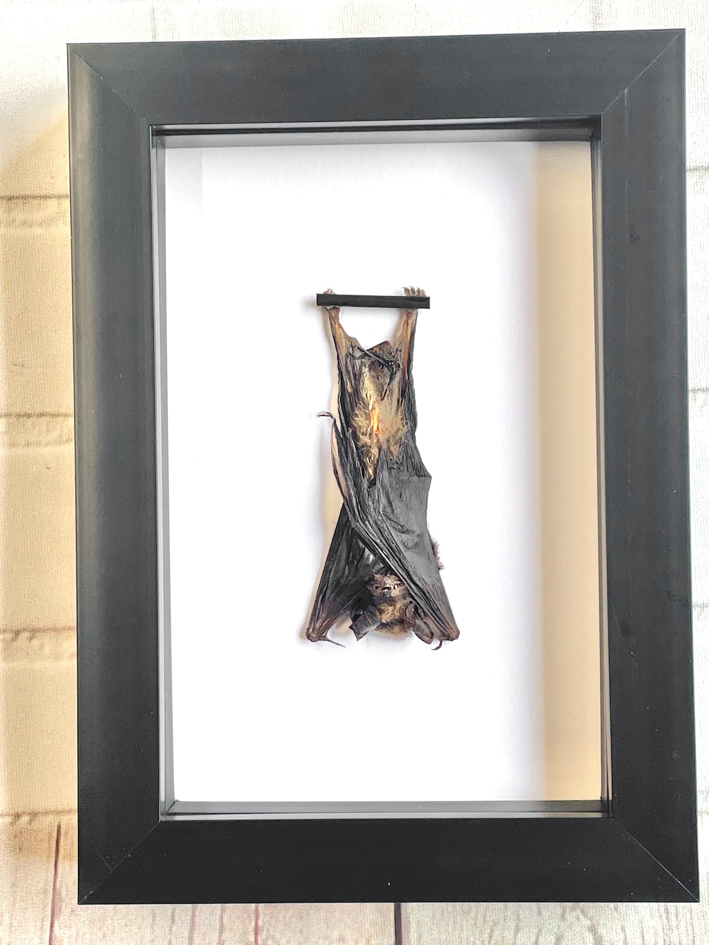 Kuhl's Pipistrelle Bat (Pipistrellus kuhlii) Deep Shadow Box Frame Display Insect Bug