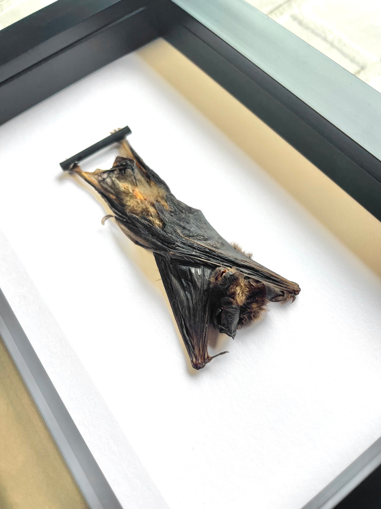 Kuhl's Pipistrelle Bat (Pipistrellus kuhlii) Deep Shadow Box Frame Display Insect Bug