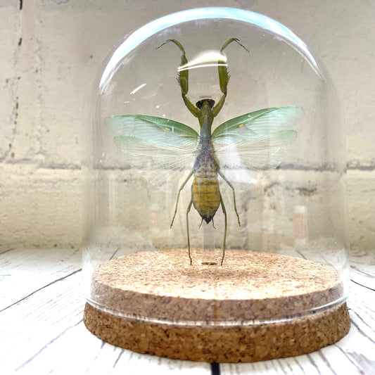 Giant Asian Mantis (Hierodula patellifera) Insect Glass Bell Cloche Dome Display Jar